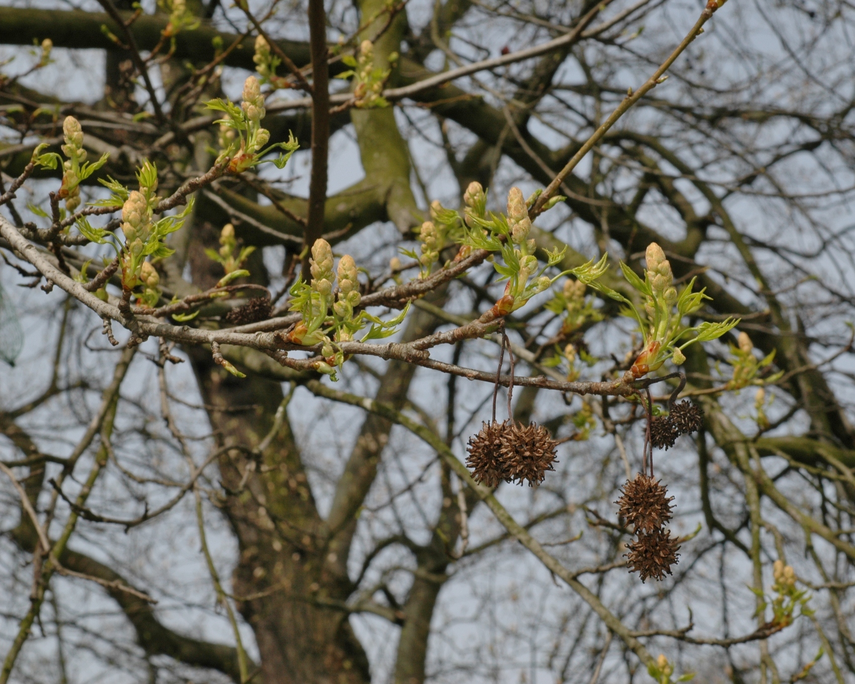 Altingiaceae Liquidambar styraciflua