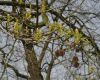 image of Liquidambar styraciflua