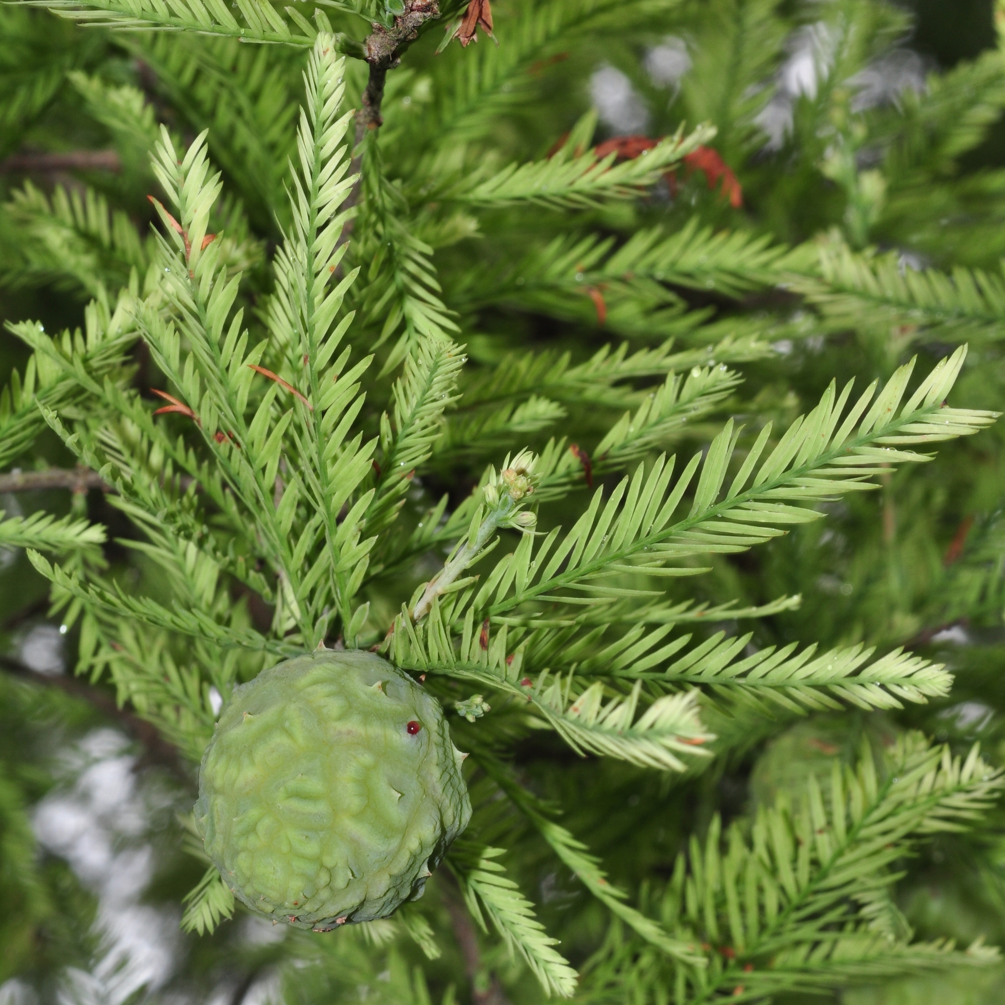 Cupressaceae Taxodium distichum
