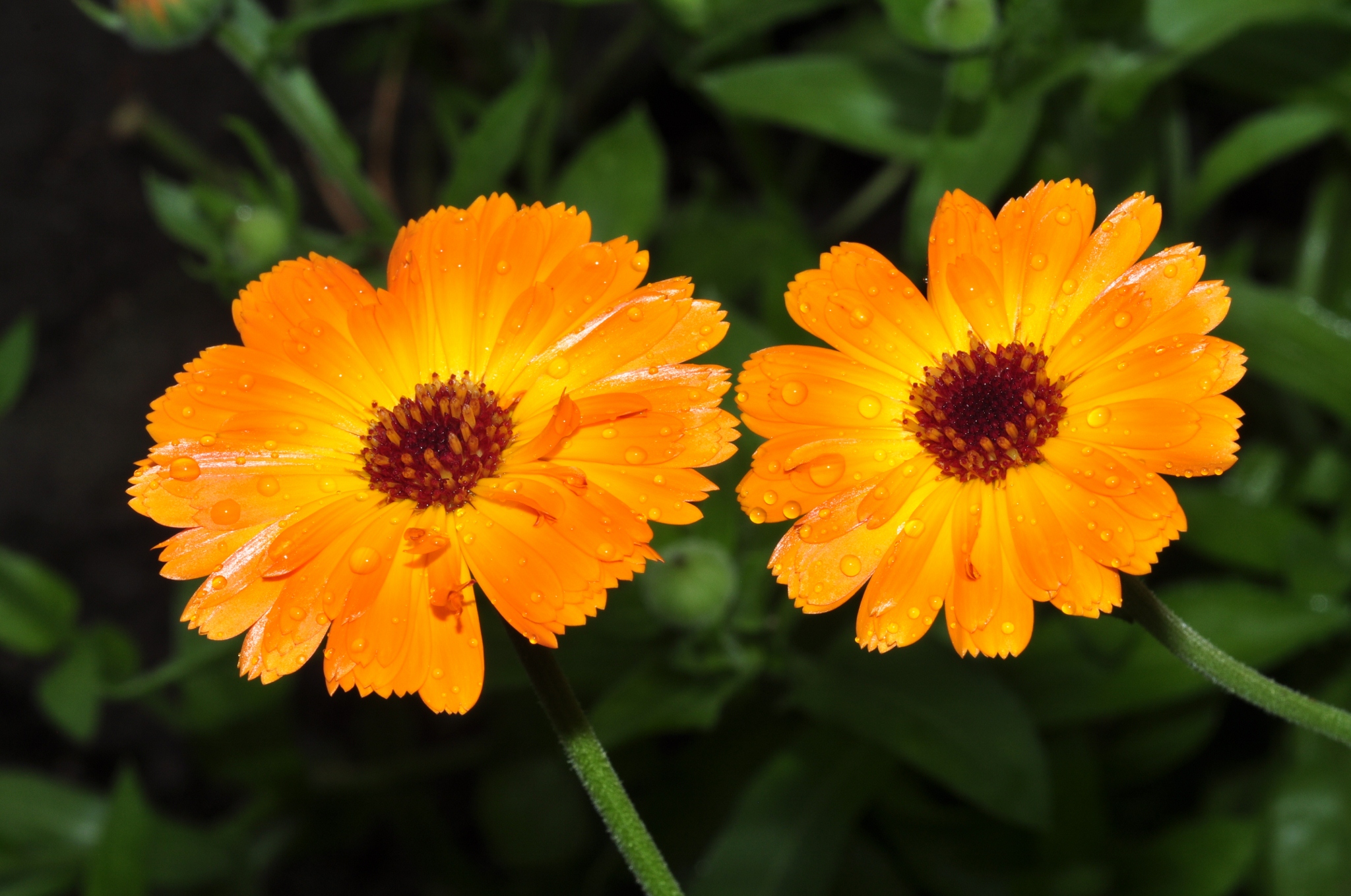 Asteraceae Calendula officinalis