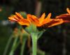 image of Calendula officinalis