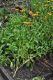 image of Calendula officinalis