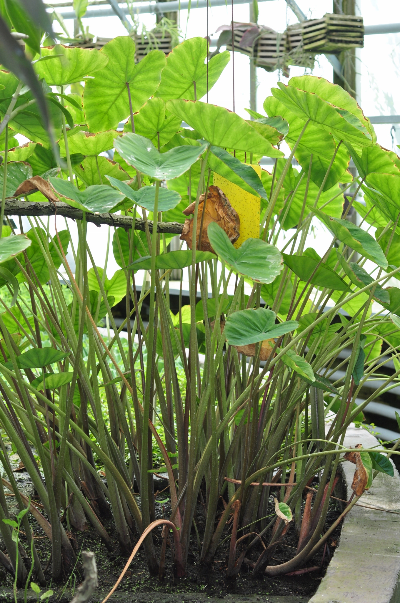 Araceae Colocasia esculenta