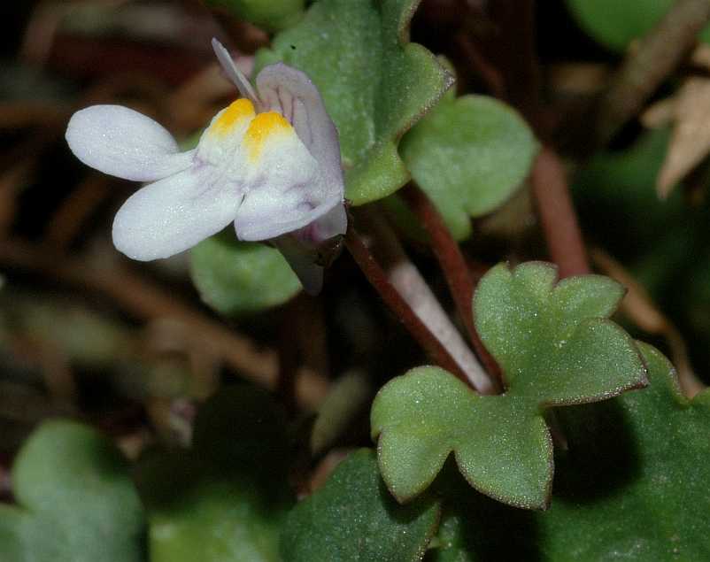 Plantaginaceae Cymbalaria muralis