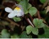 image of Cymbalaria muralis