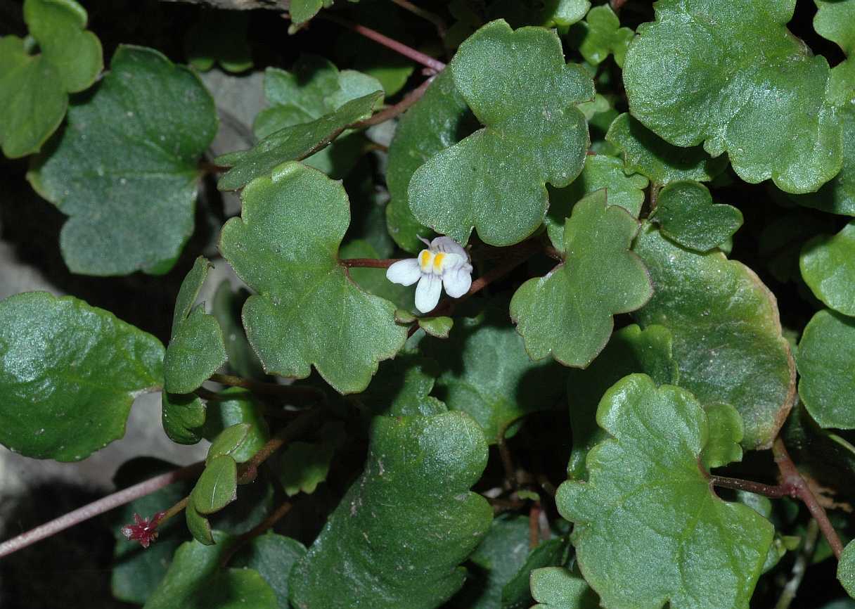 Plantaginaceae Cymbalaria muralis