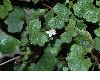 image of Cymbalaria muralis