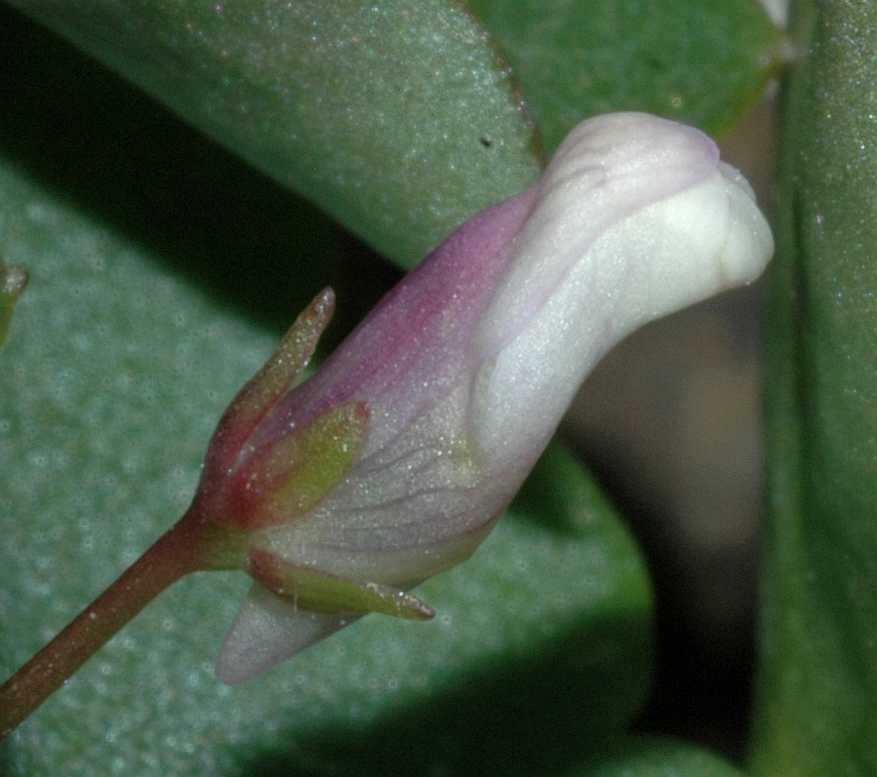Plantaginaceae Cymbalaria muralis