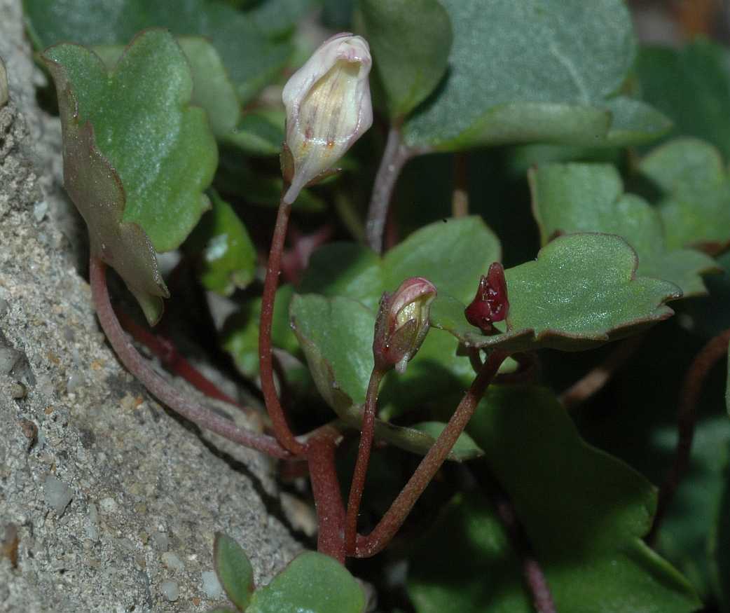 Plantaginaceae Cymbalaria muralis