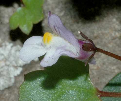 Plantaginaceae Cymbalaria muralis