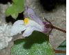 image of Cymbalaria muralis