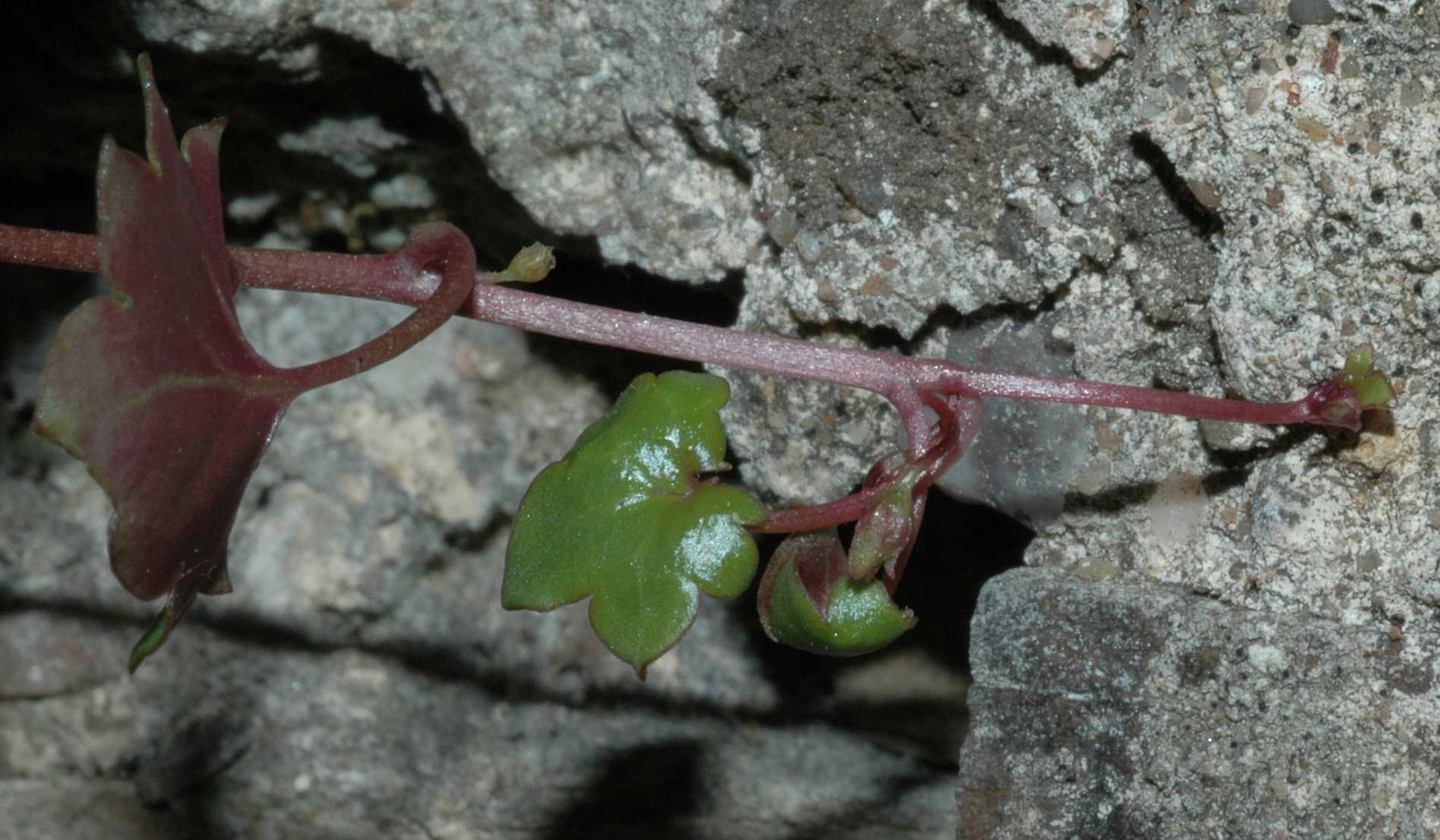 Plantaginaceae Cymbalaria muralis