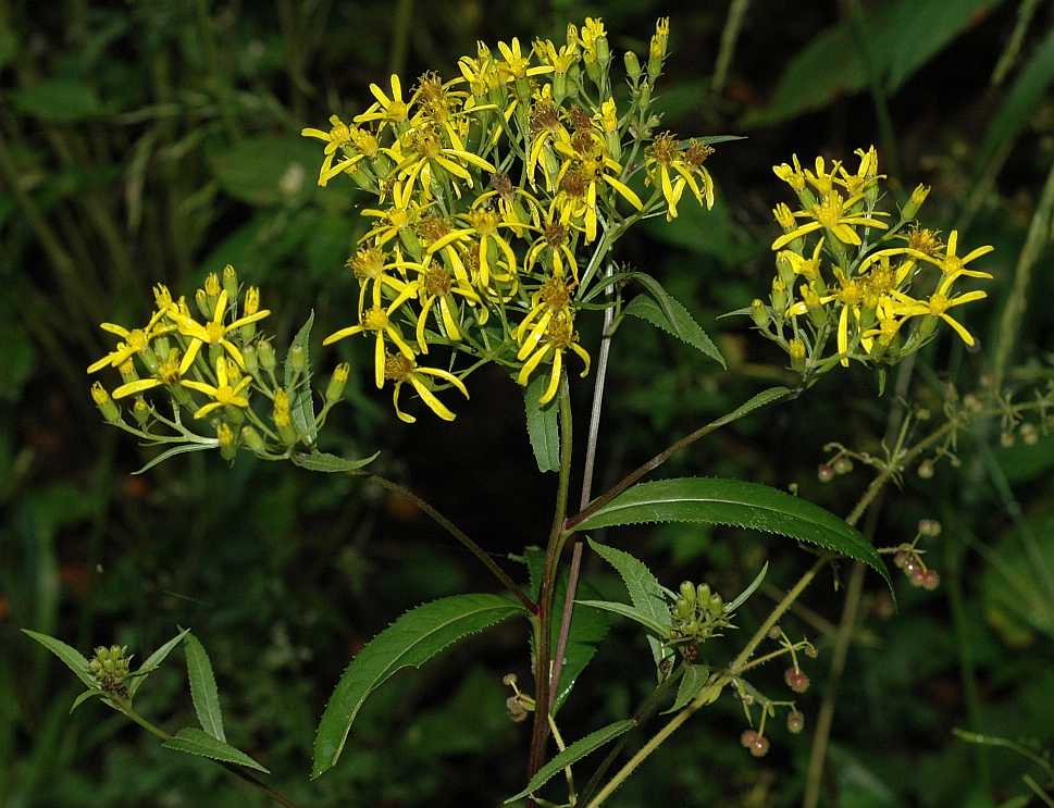 Asteraceae Senecio nemorensis