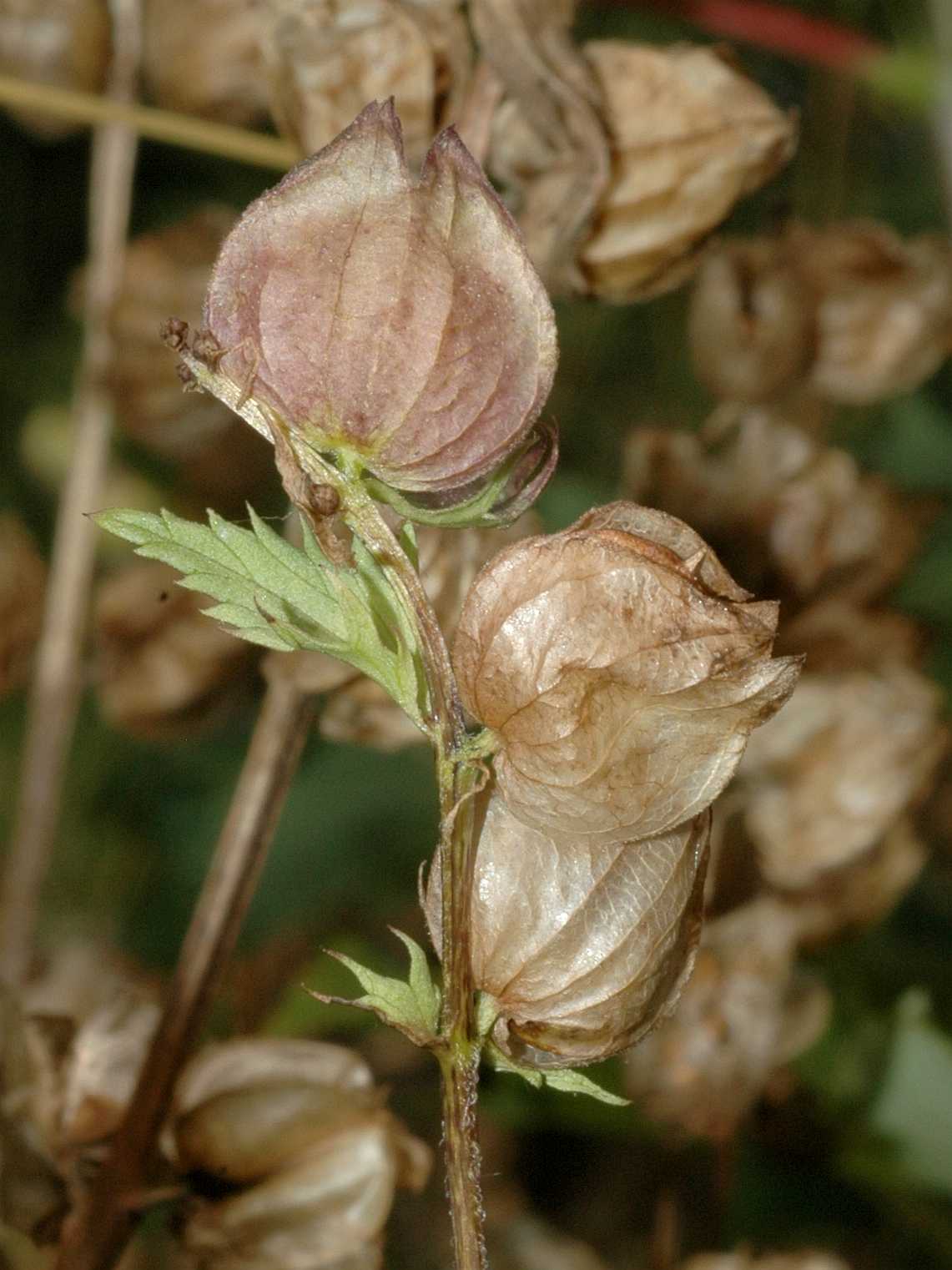 Orobanchaceae Rhinanthus angustifolius