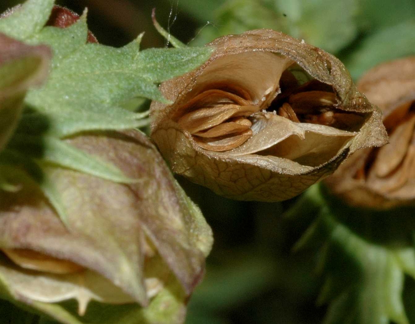 Orobanchaceae Rhinanthus angustifolius