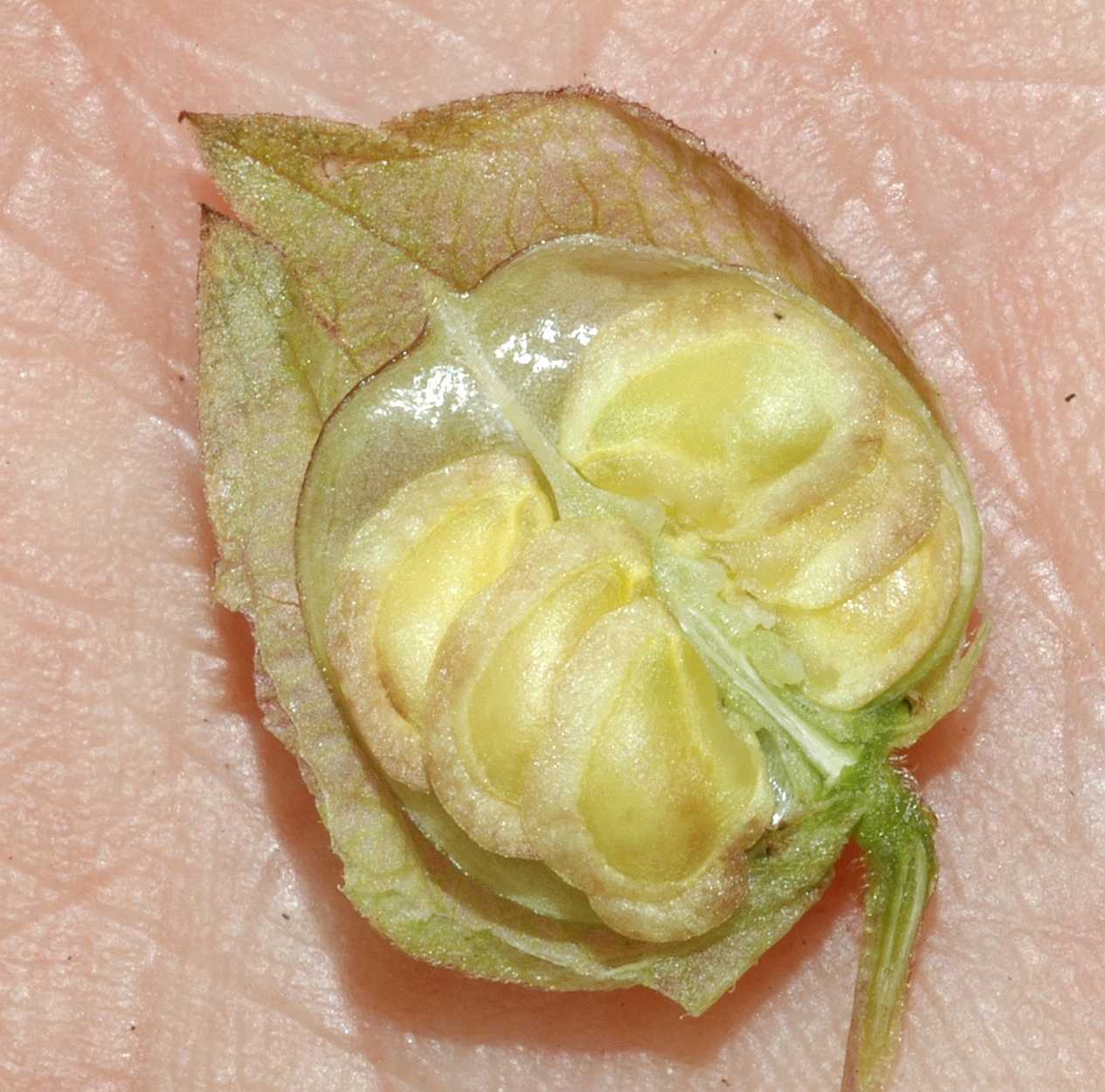 Orobanchaceae Rhinanthus angustifolius
