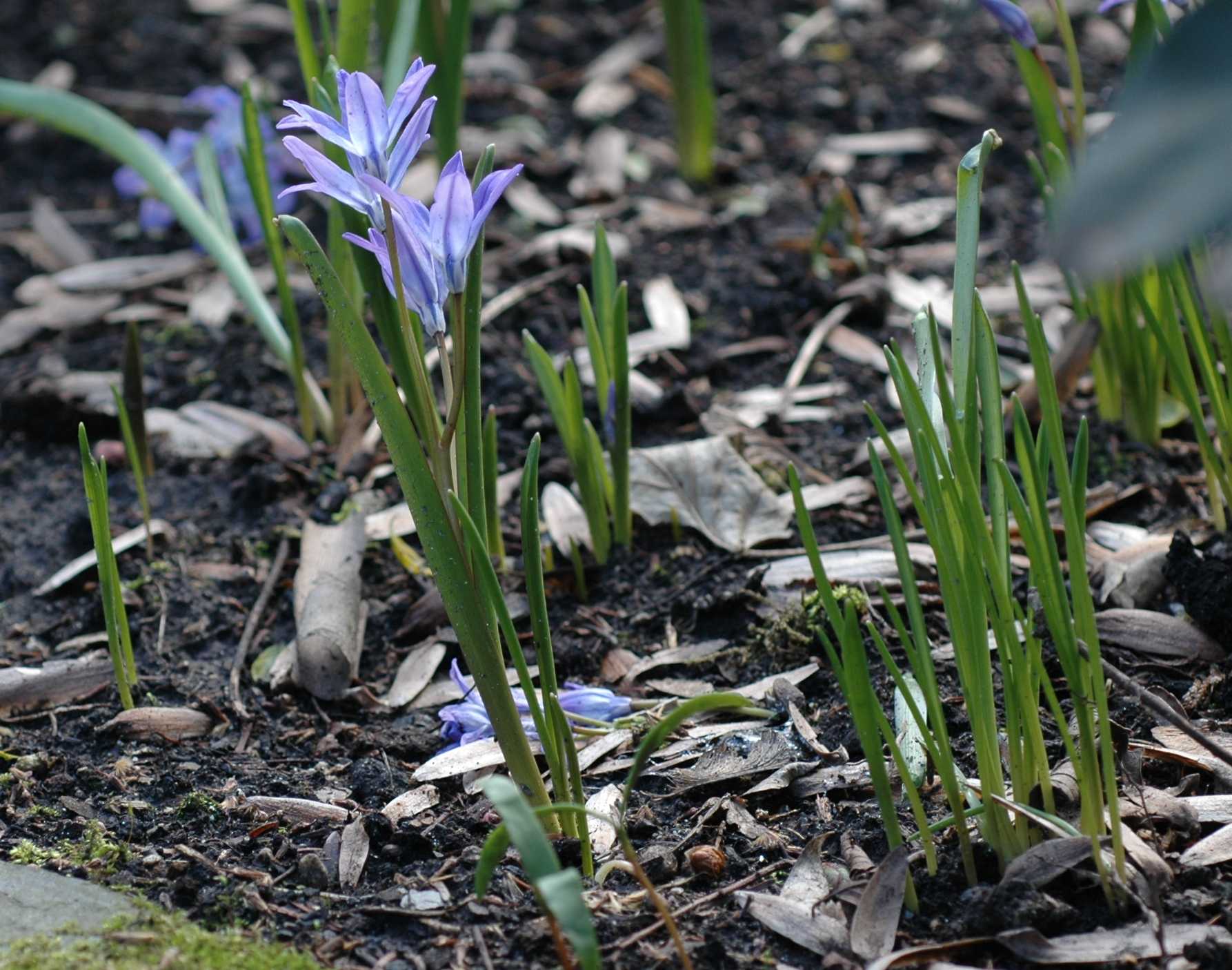 Hyacinthaceae Chionodoxa luciliae