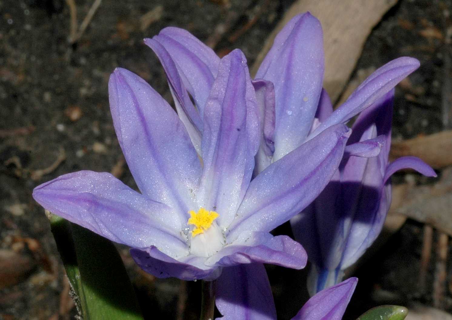 Hyacinthaceae Chionodoxa luciliae