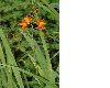 image of Crocosmia 