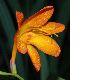 image of Crocosmia 