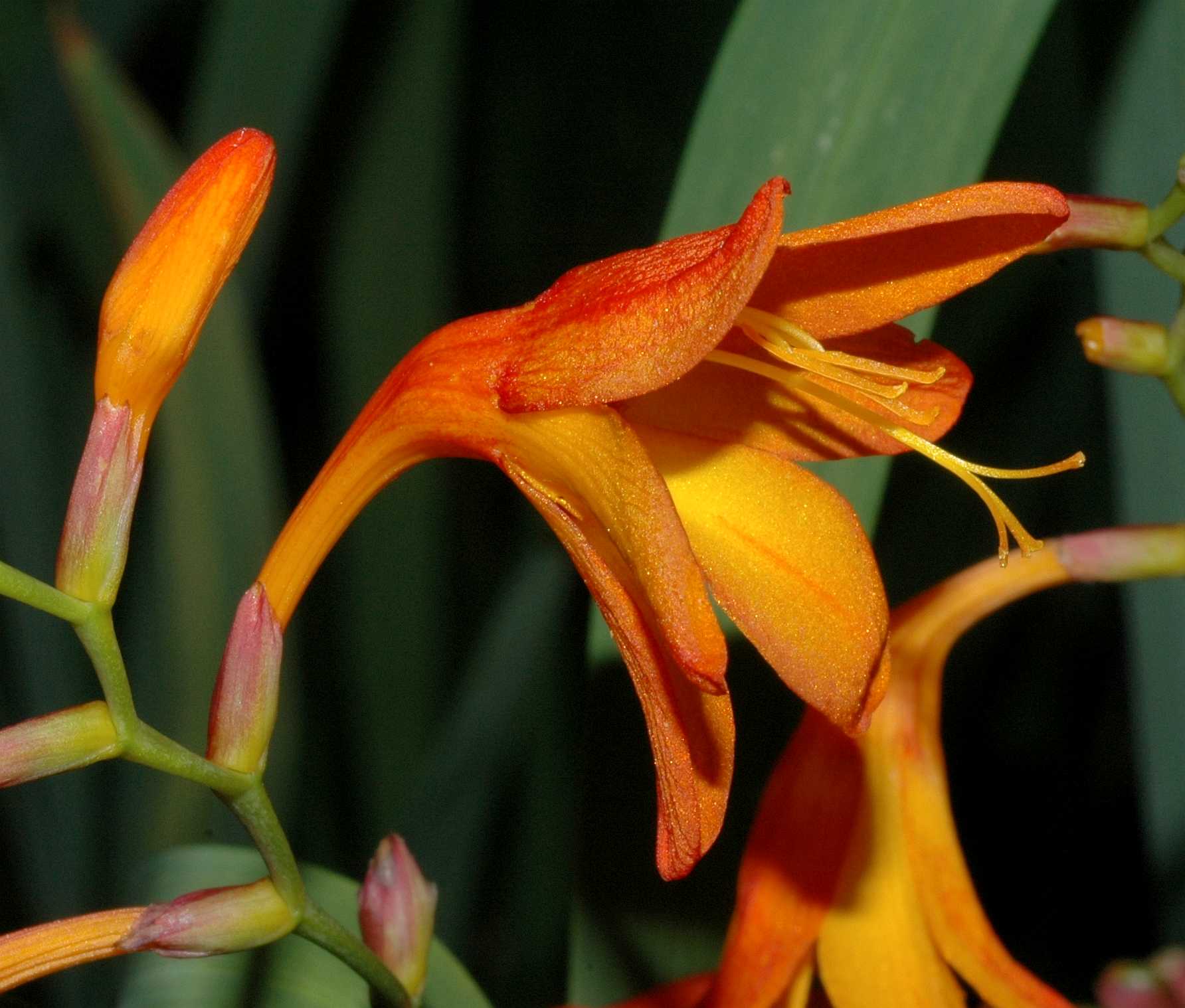 Iridaceae Crocosmia 