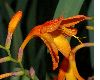 image of Crocosmia 