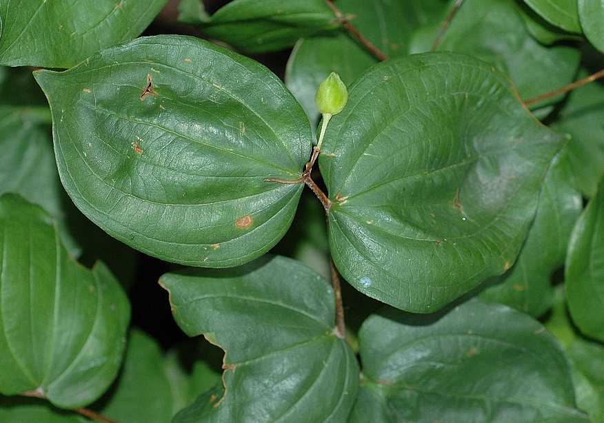 Colchicaceae Disporum smithii