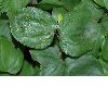 image of Disporum smithii