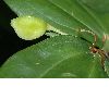image of Disporum smithii