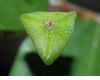 image of Disporum smithii