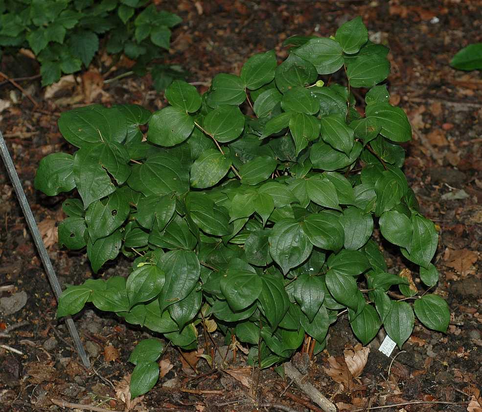 Colchicaceae Disporum smithii