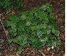 image of Disporum smithii