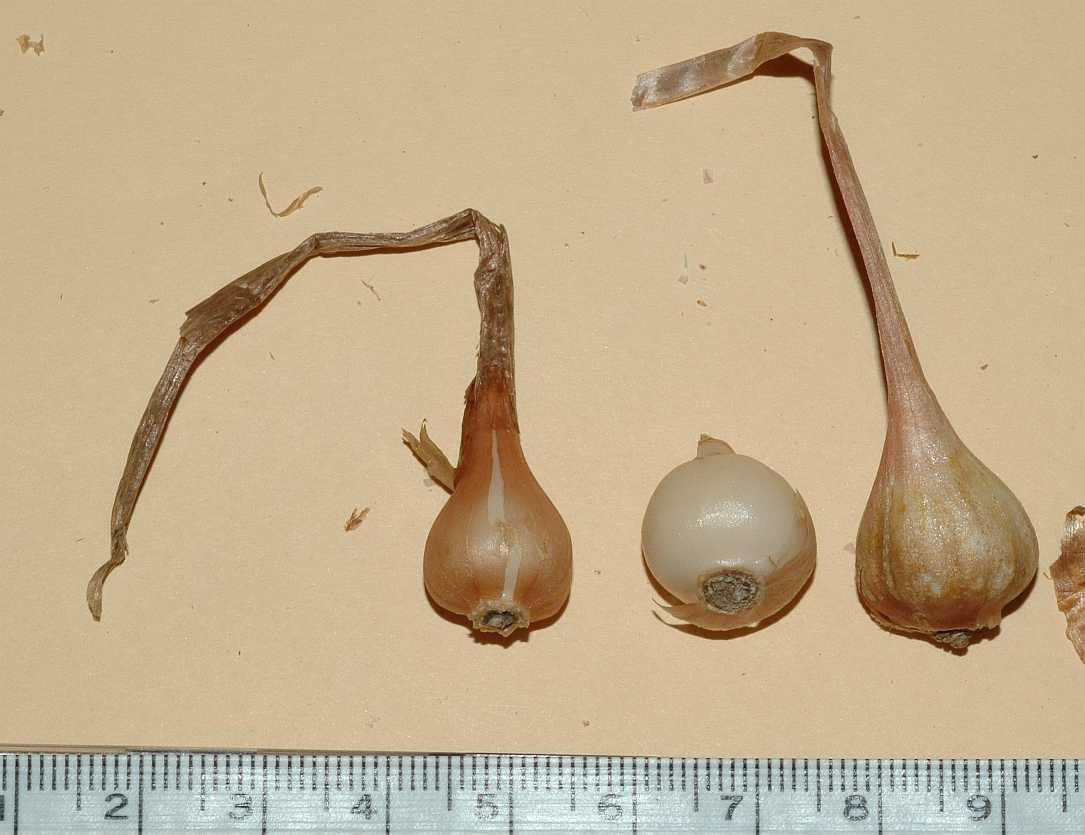 Amaryllidaceae Leucocoryne 