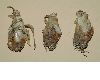 image of Polianthes tuberosa