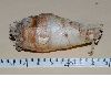 image of Polianthes tuberosa