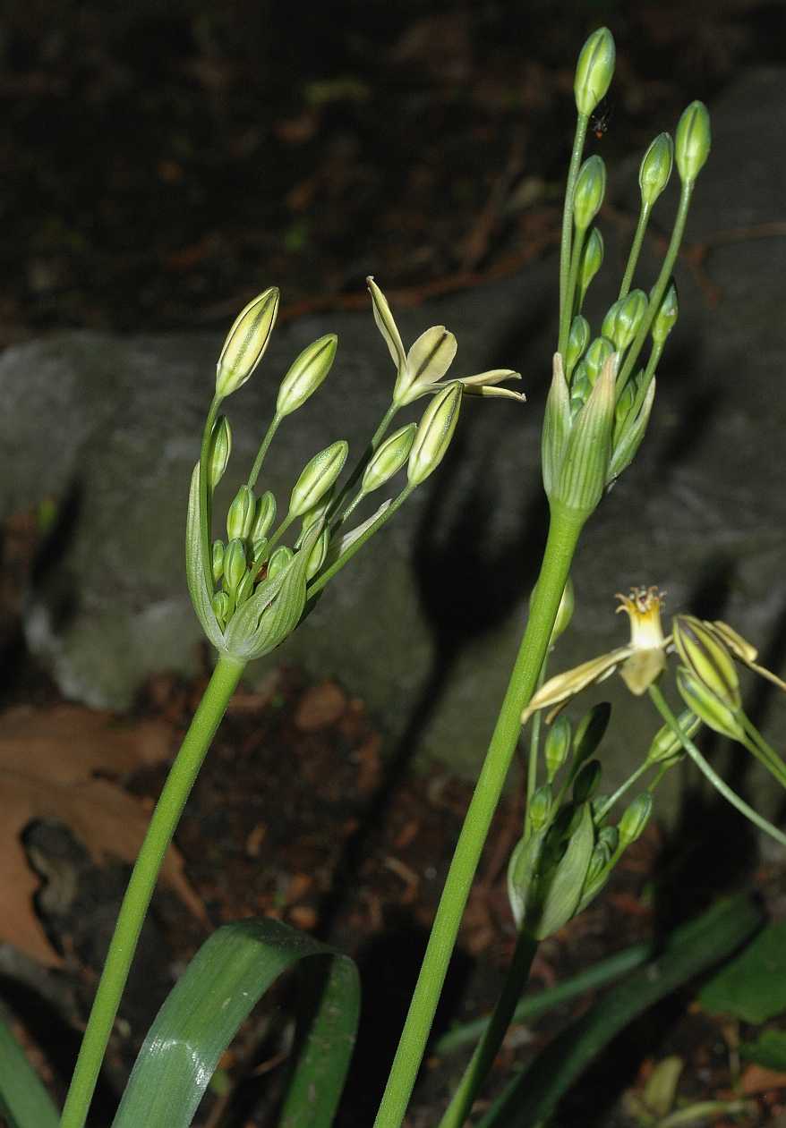 Themidaceae Triteleia ixoides