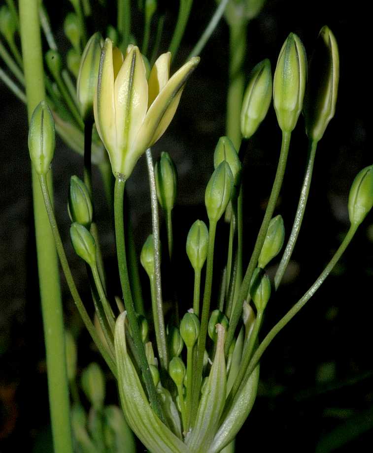 Themidaceae Triteleia ixoides