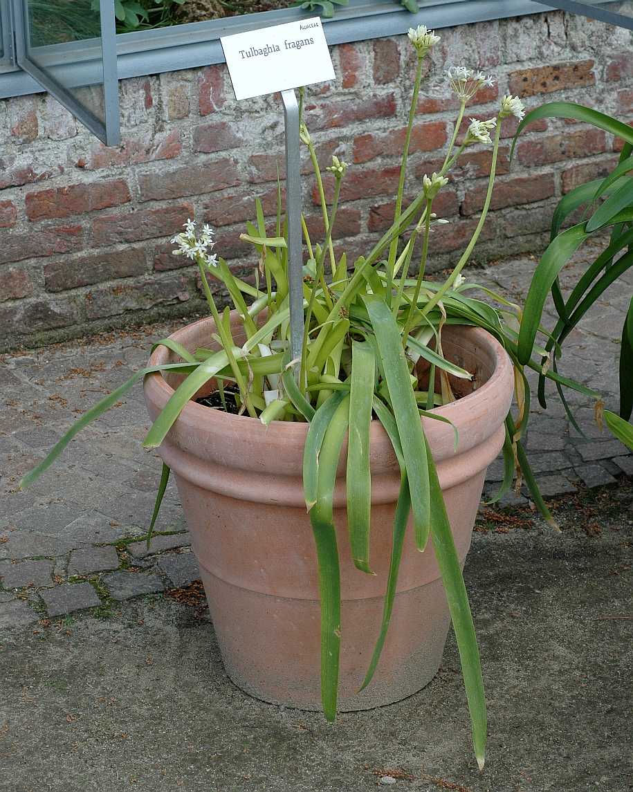 Amaryllidaceae Tulbaghia fragrans