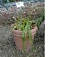 image of Tulbaghia fragrans