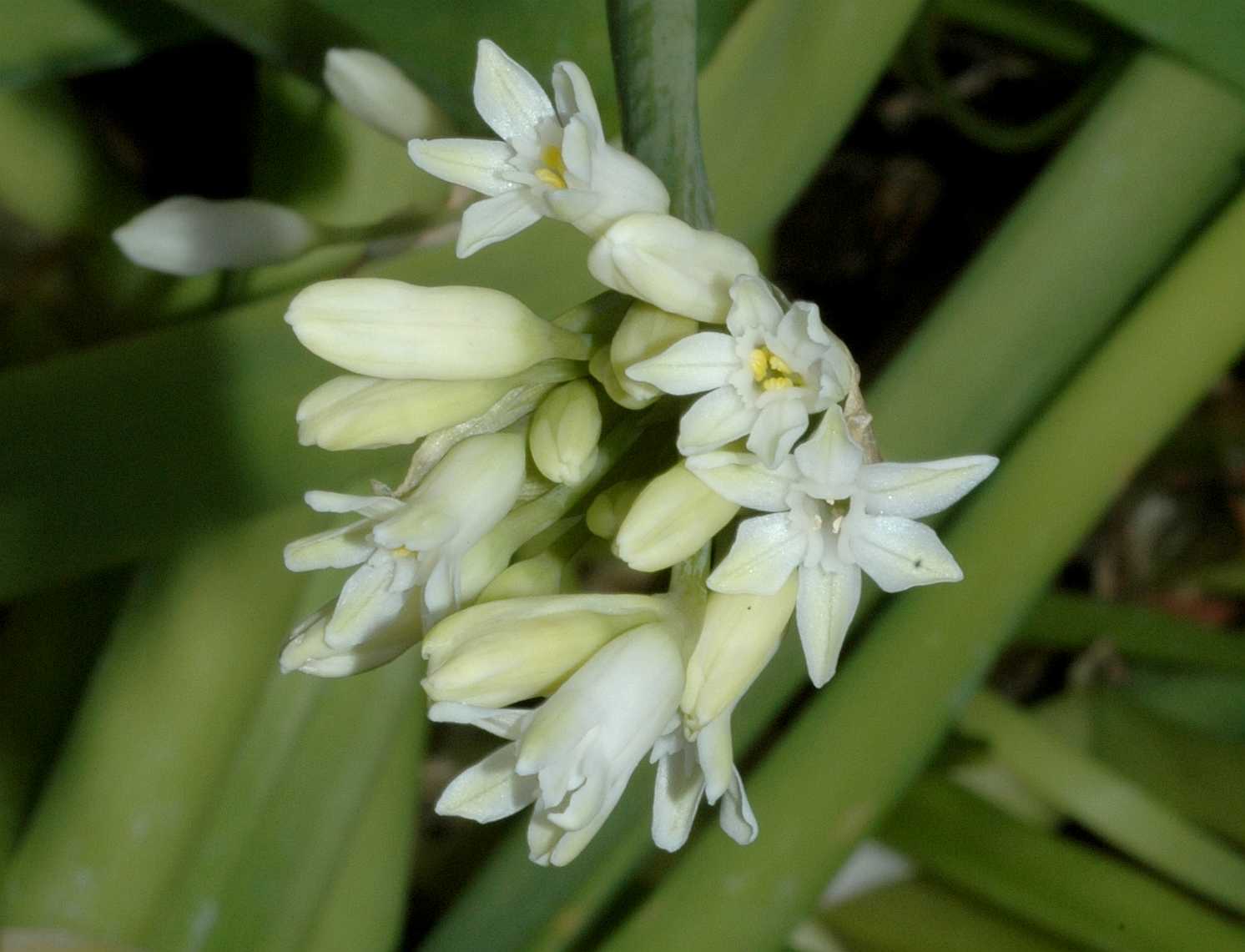 Amaryllidaceae Tulbaghia fragrans