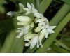 image of Tulbaghia fragrans