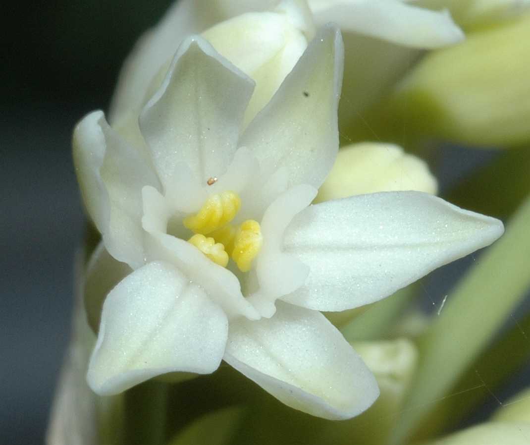 Amaryllidaceae Tulbaghia fragrans