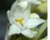 image of Tulbaghia fragrans