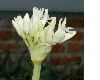 image of Tulbaghia fragrans