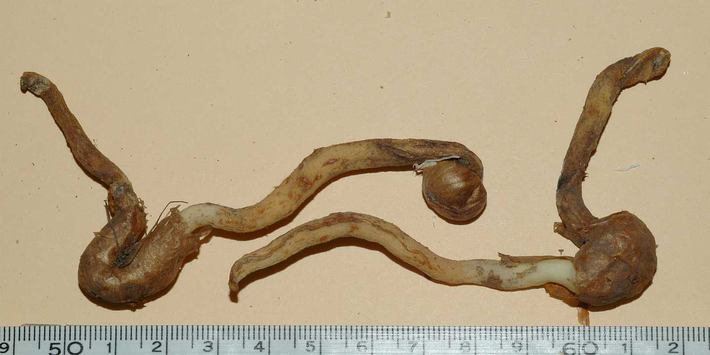 Colchicaceae Sandersonia aurantiaca