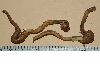 image of Sandersonia aurantiaca