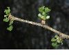 image of Ginkgo biloba