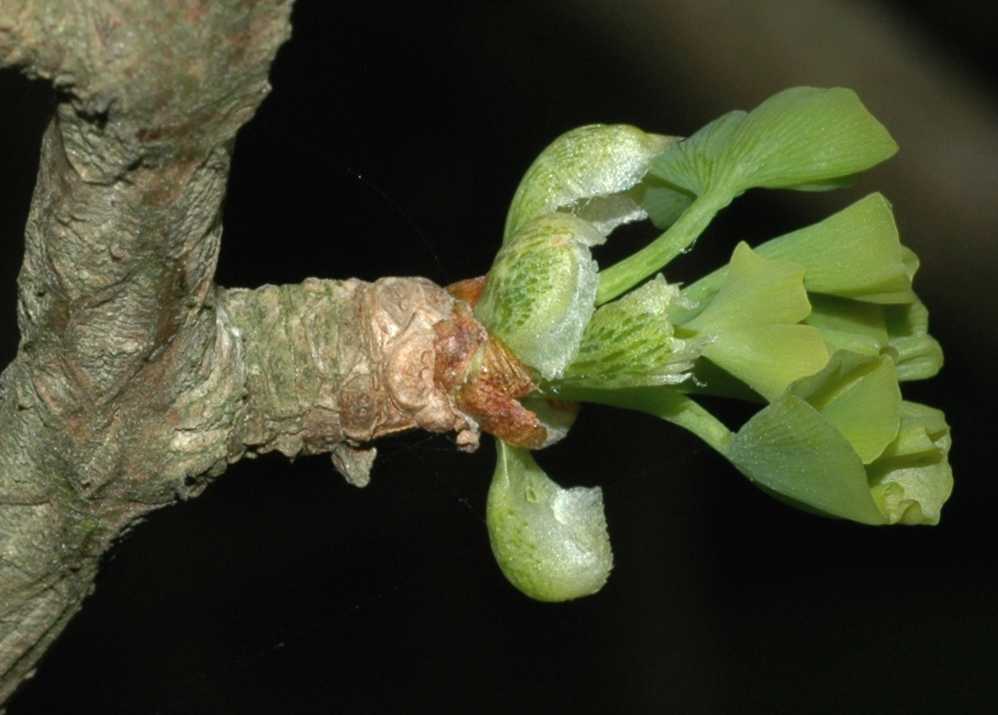 Ginkgoaceae Ginkgo biloba