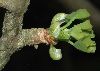 image of Ginkgo biloba