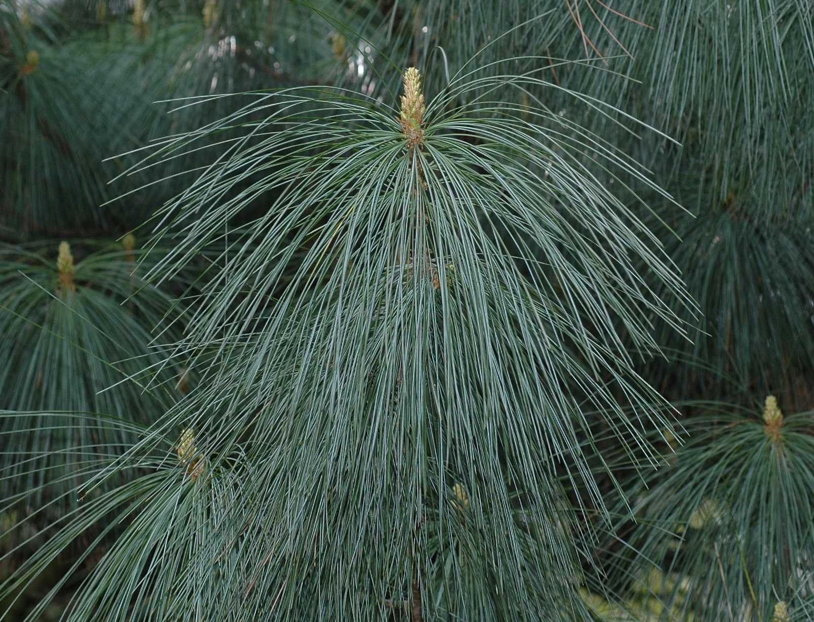 Pinaceae Pinus wallichiana